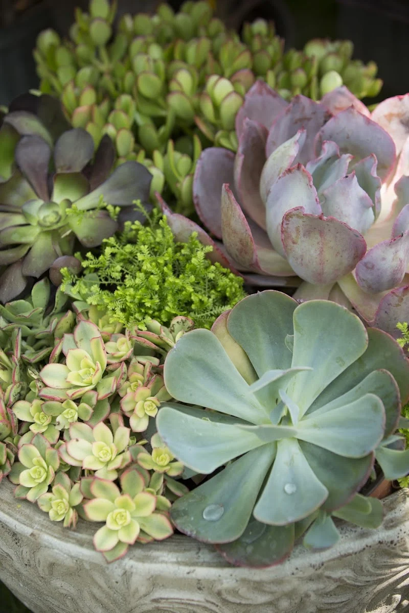 Calvert's Plant Interiors Inc.
