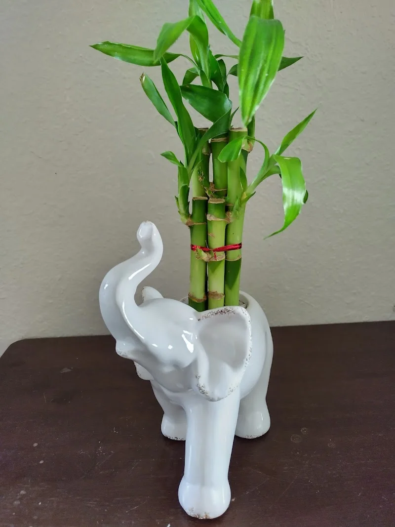 Dragon's Garden Bonsai LLC