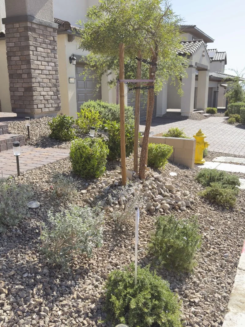 Cacti Landscapes Las Vegas