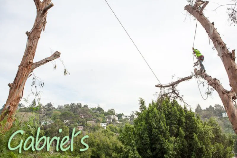 Gabriel´s Tree Service And Landscaping
