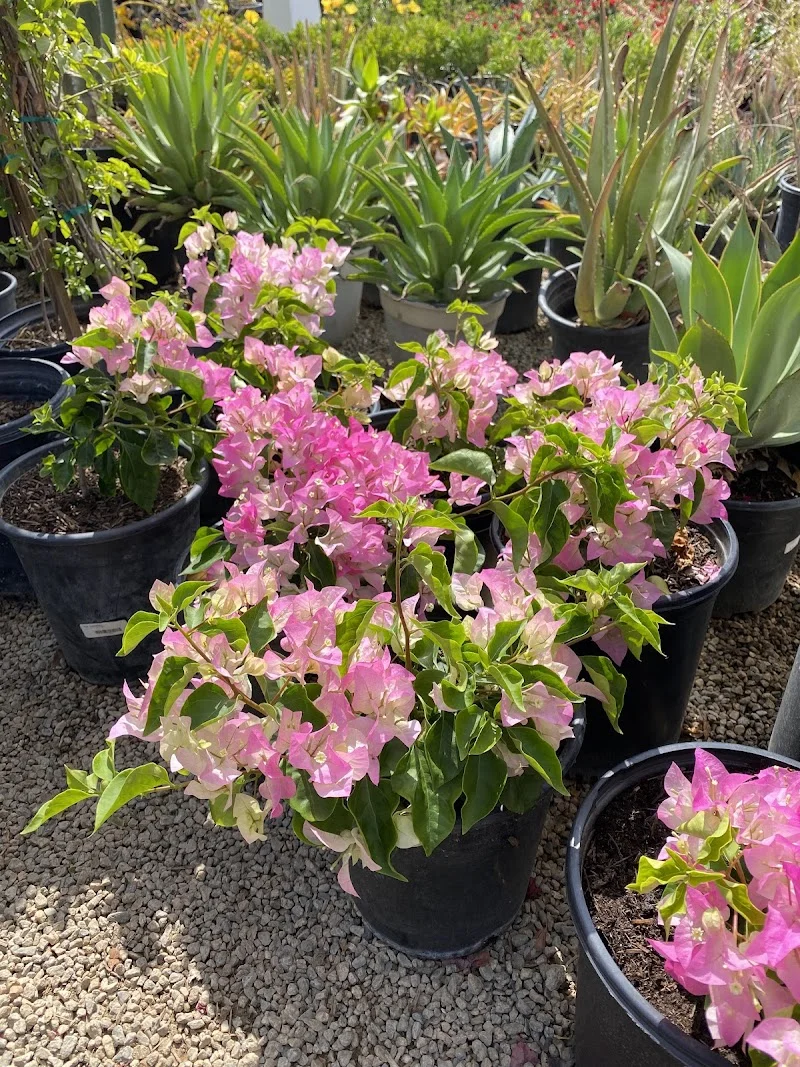 Greenland Nurseries