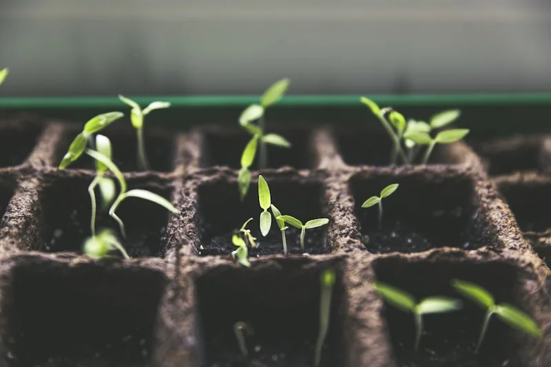 Des Moines The Plant Depot